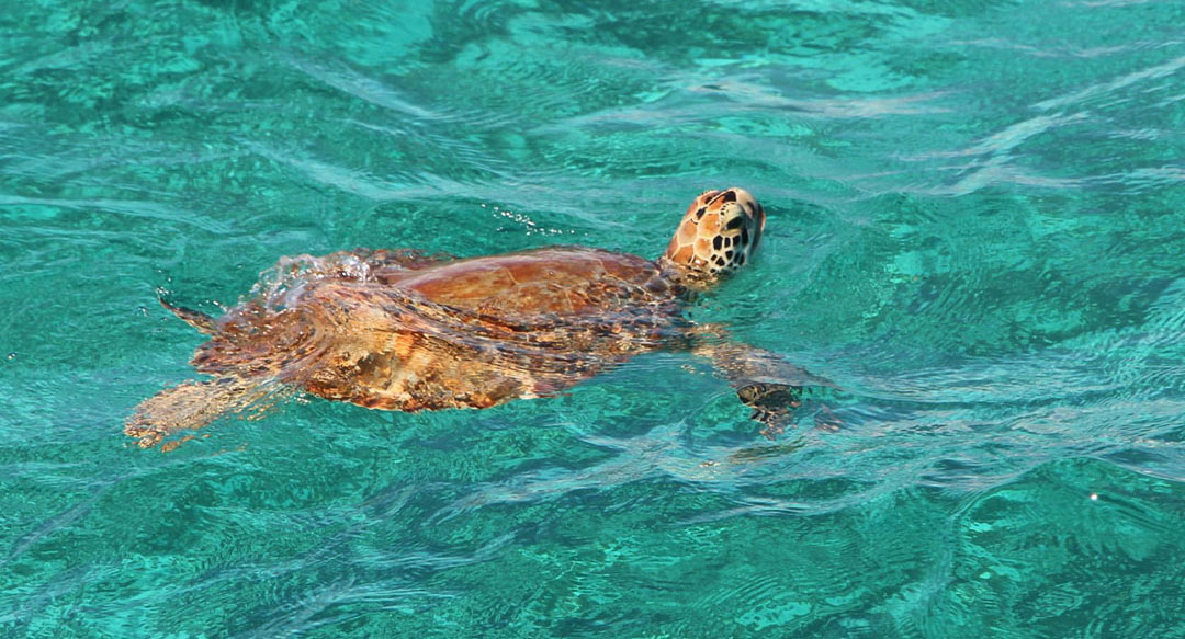 Swim with turtles - Mayreau Beach Club & Villas